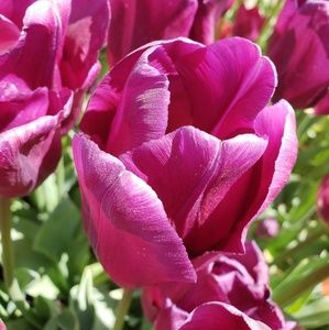 Meet your Posher, Leslie